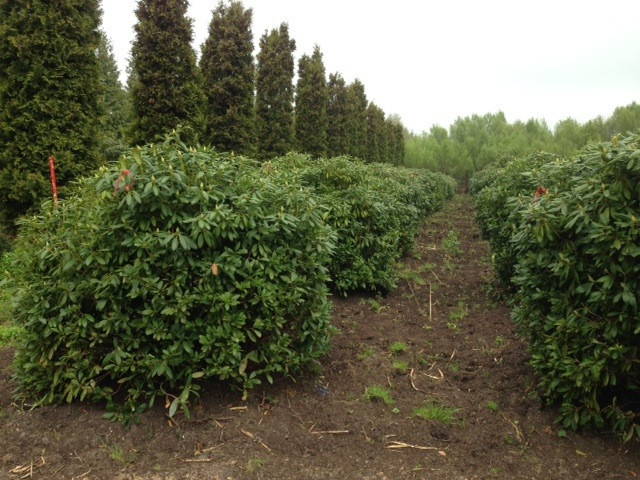 Rhododendron 'Roseum Elegans' - Catawba rhododendron product