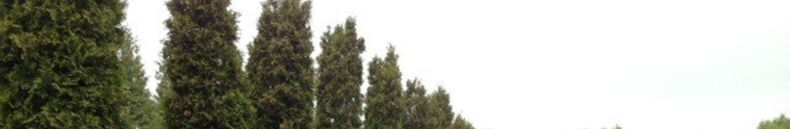 Shrubs header