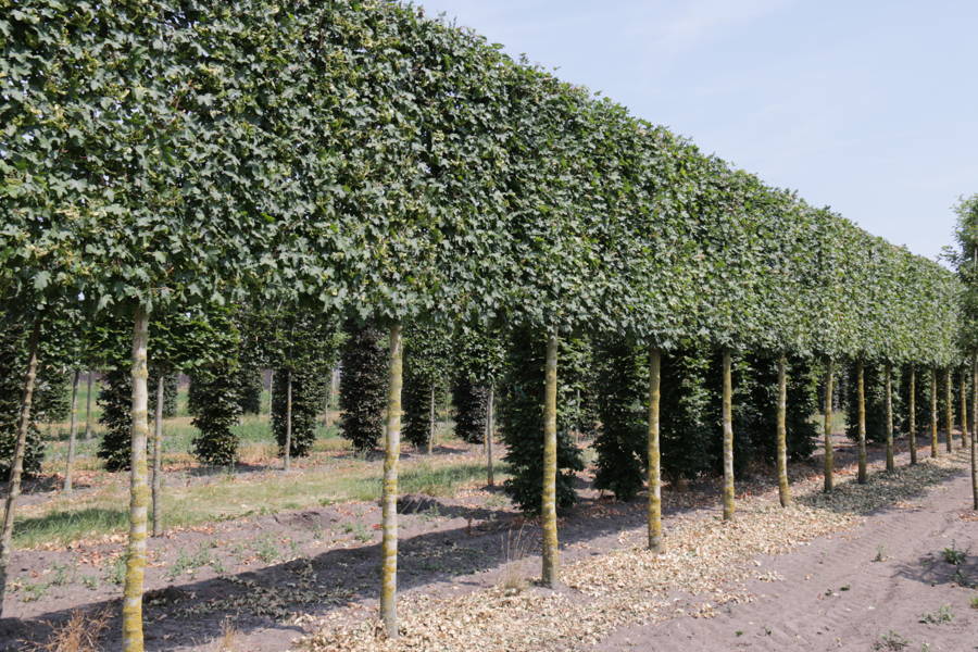 Acer campestre 'Elsrijk' - Spaanse aak of Veldesdoorn 'Elsrijk' plantation