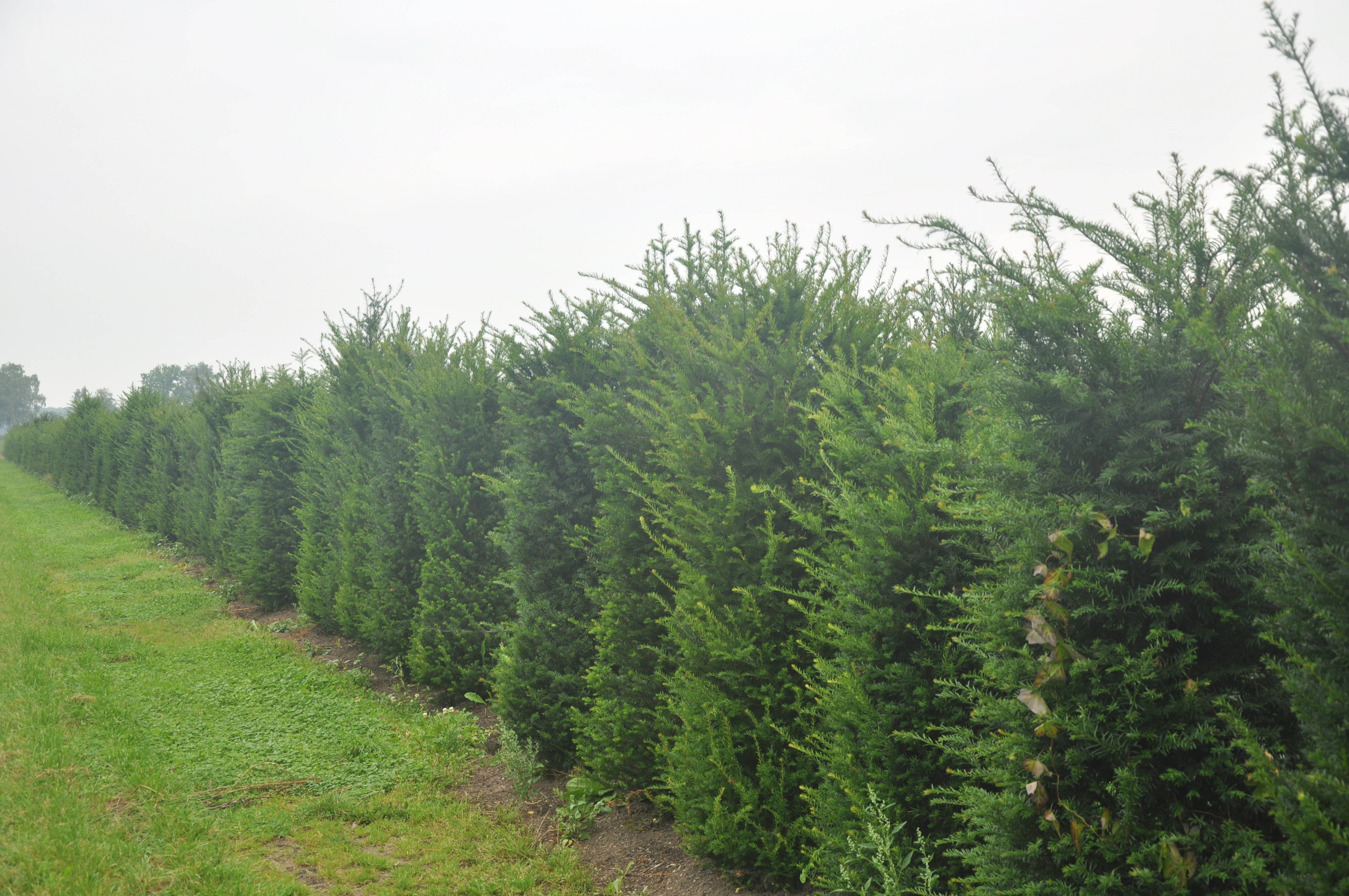 Taxus baccata - Taxus product