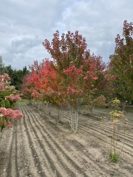 Acer rubrum 'Brandywine' plantation