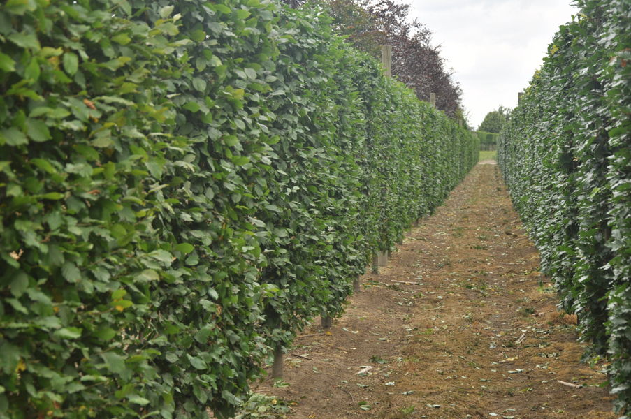 Fagus sylvatica - Rotbuche plantation