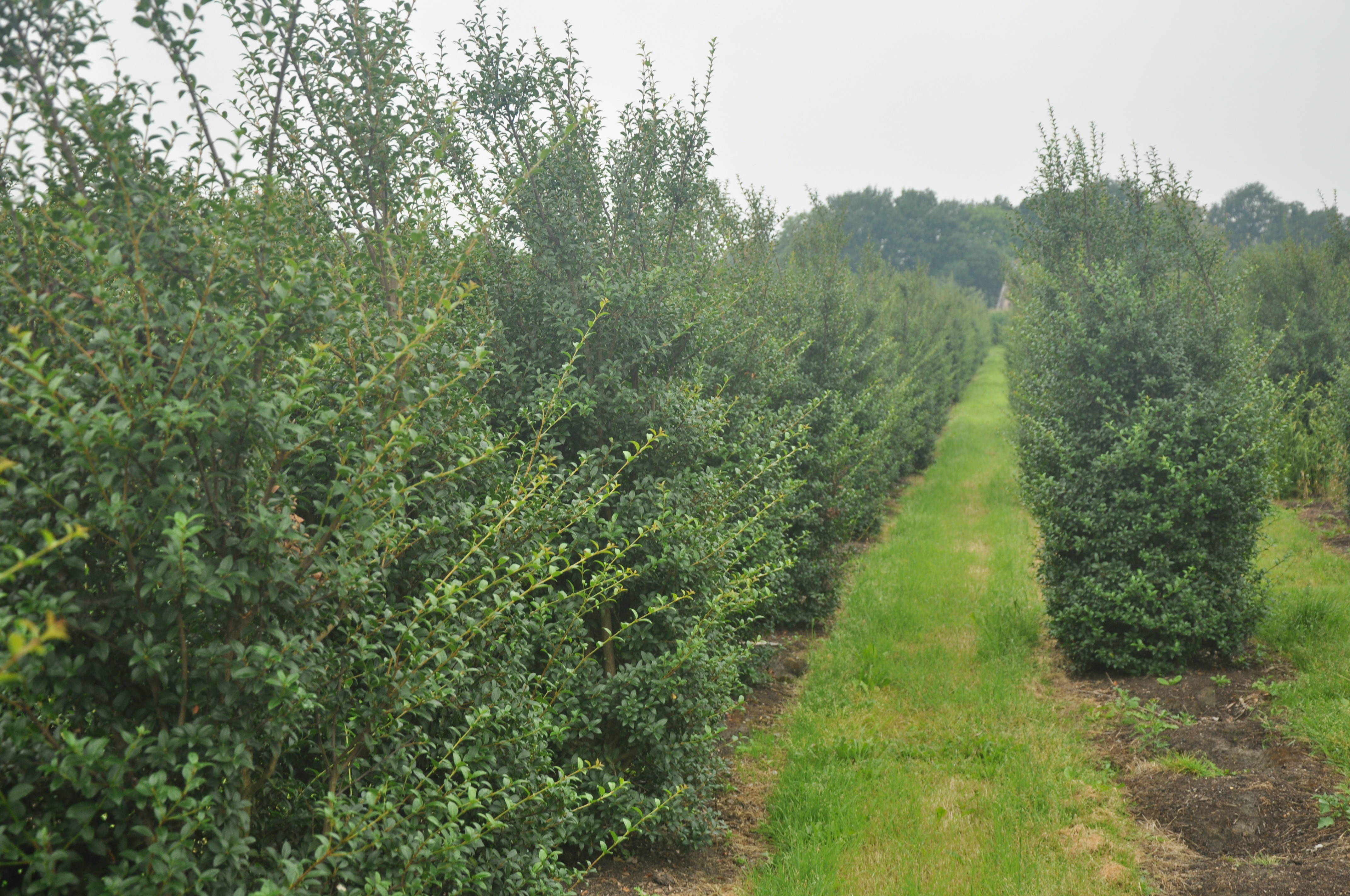 Osmanthus burkwoodii - Schijnhulst product