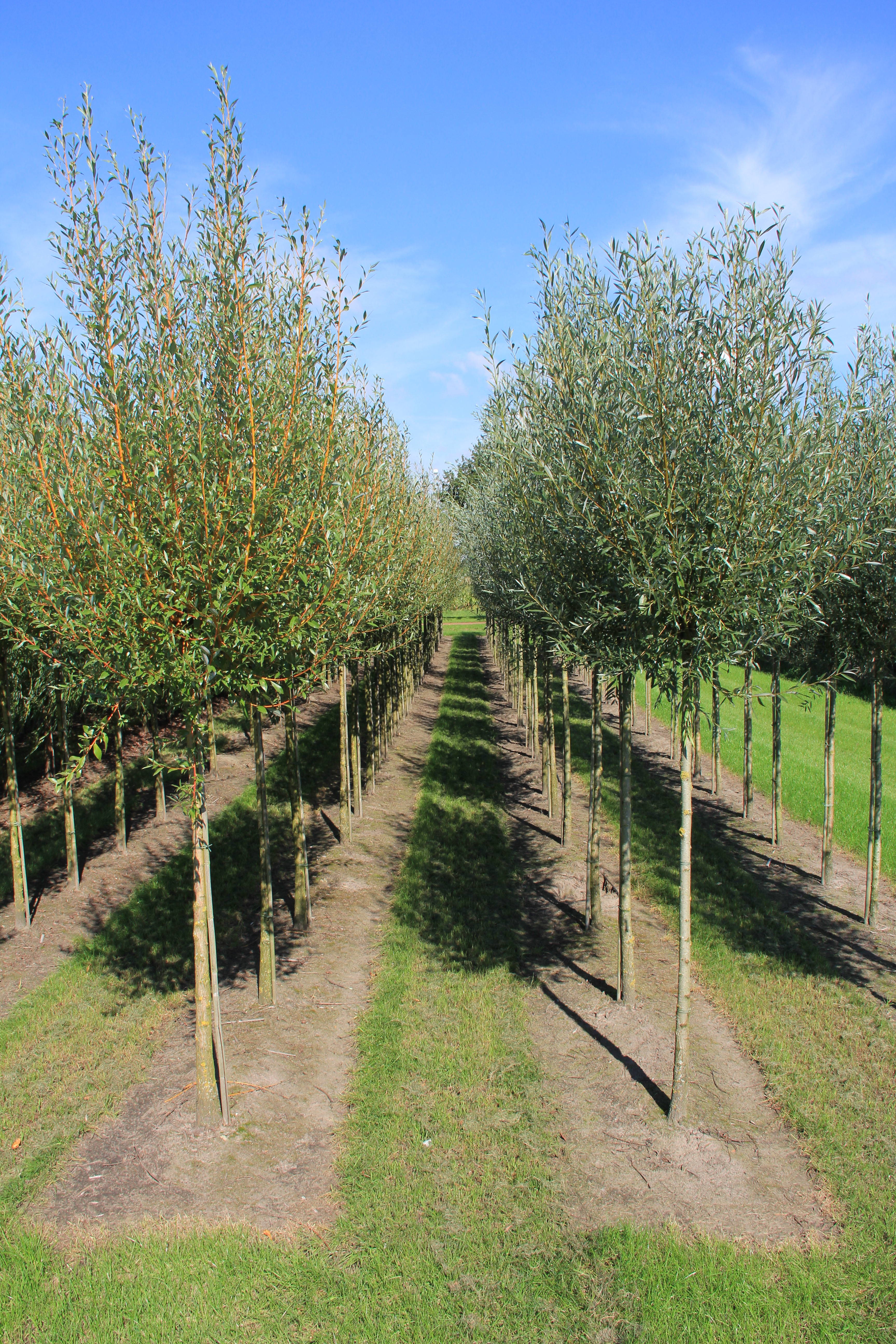Salix alba - Schietwilg product