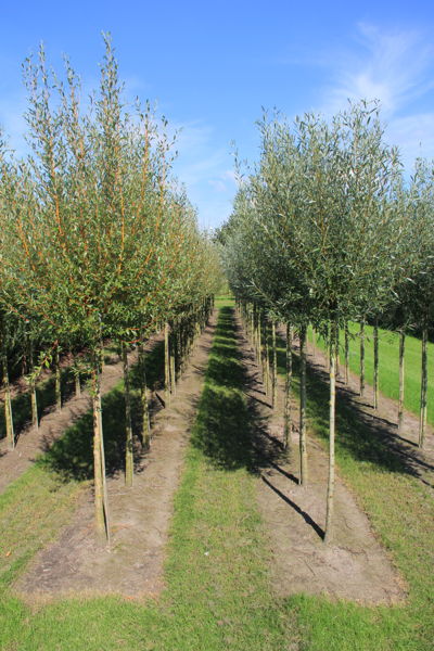 Salix alba plantation