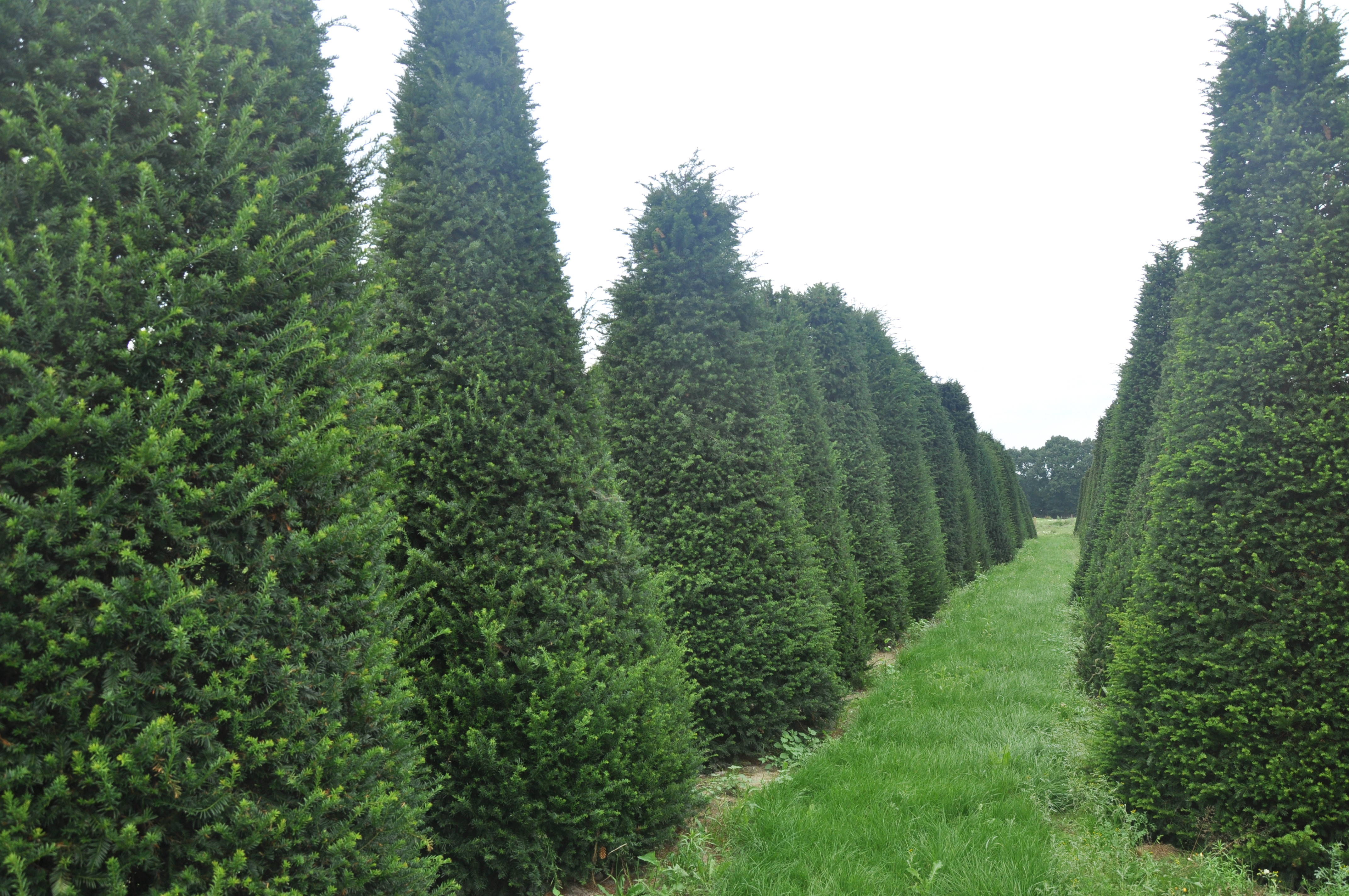 Taxus baccata product