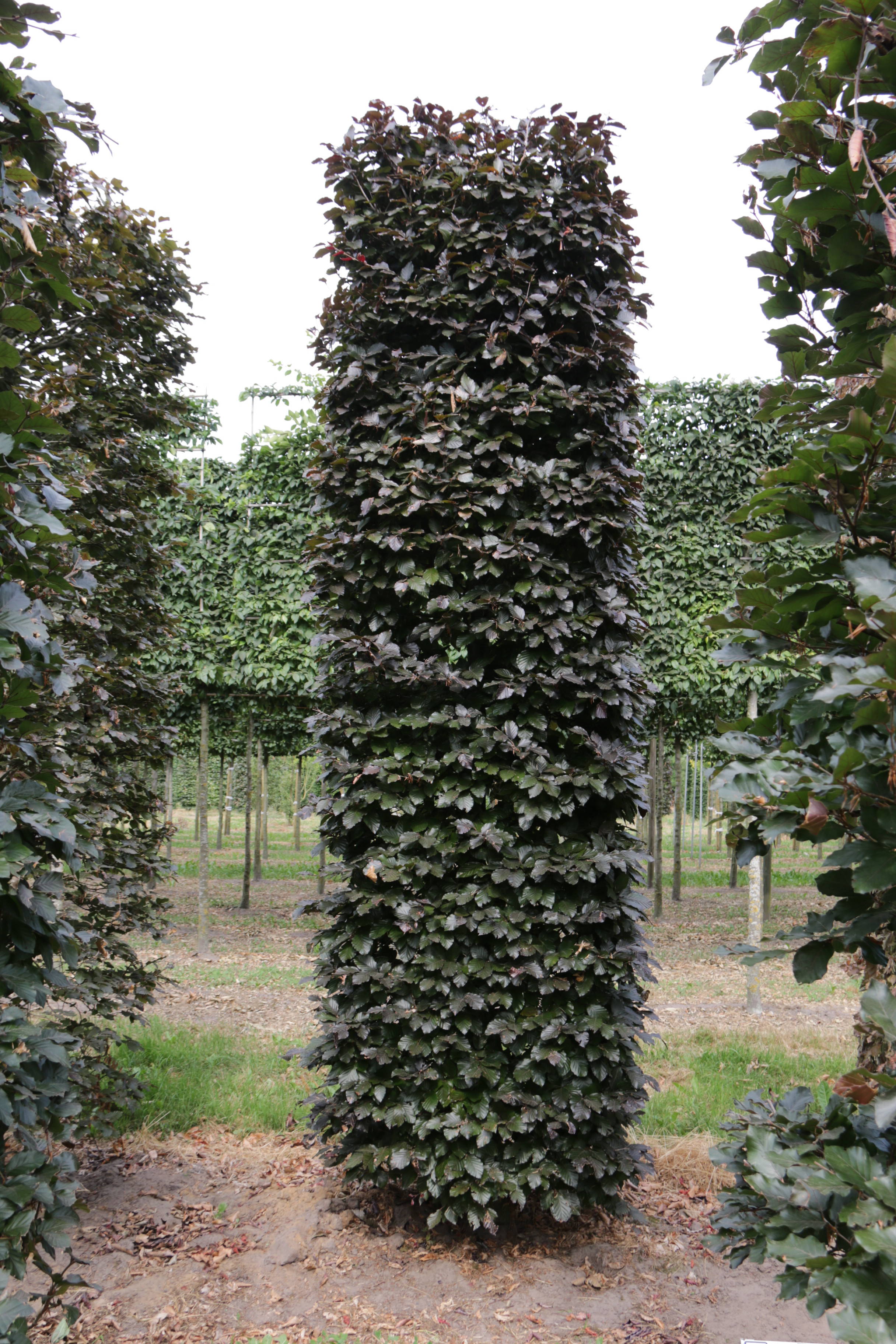 Fagus sylvatica 'Atropunicea' - Rode beuk 'Atropunicea' product