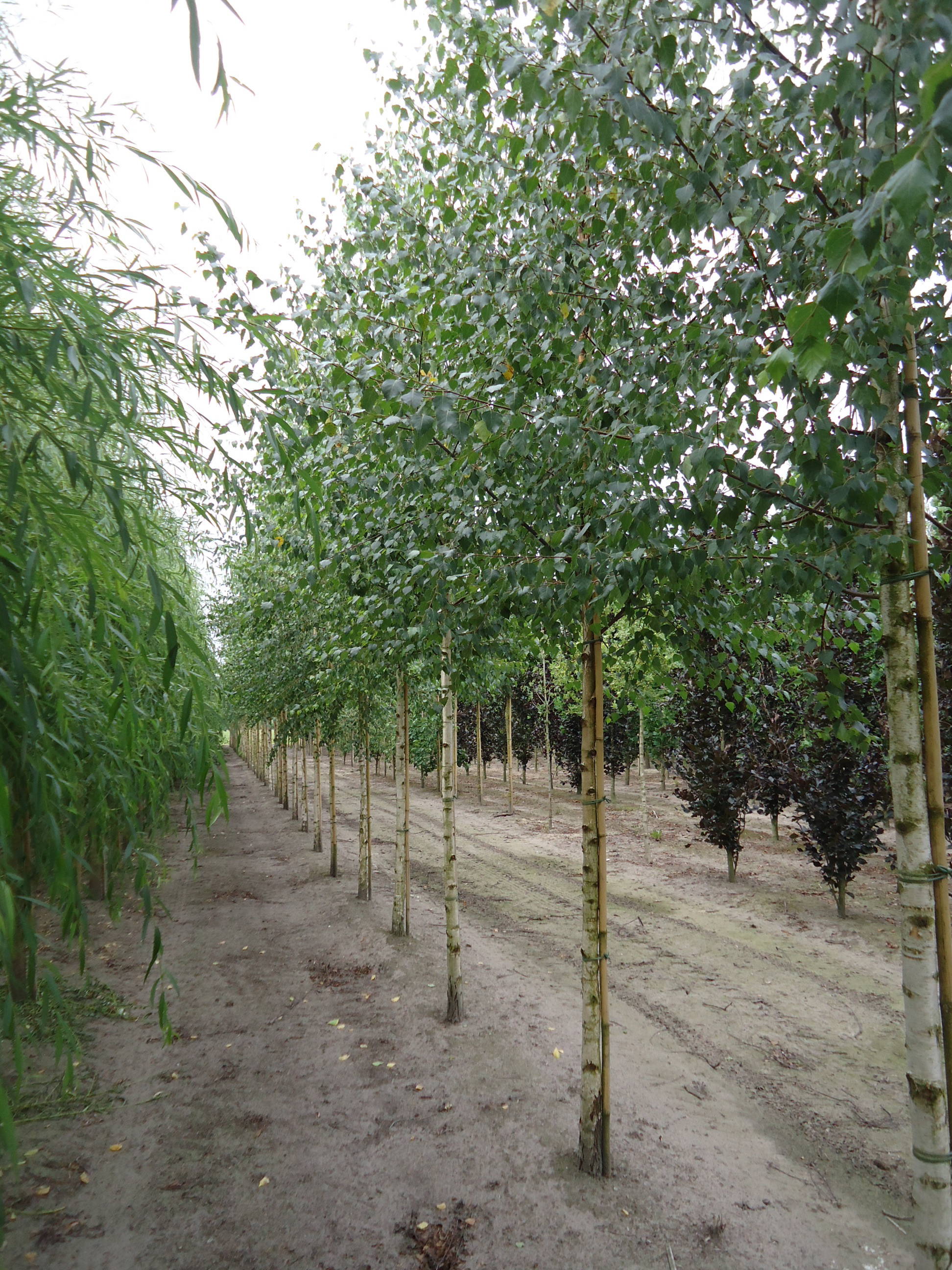 Betula pendula - Ruwe berk product