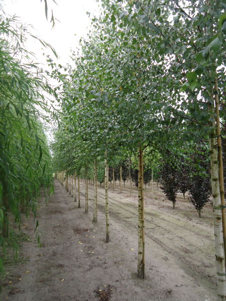 Betula pendula - Silver birch plantation