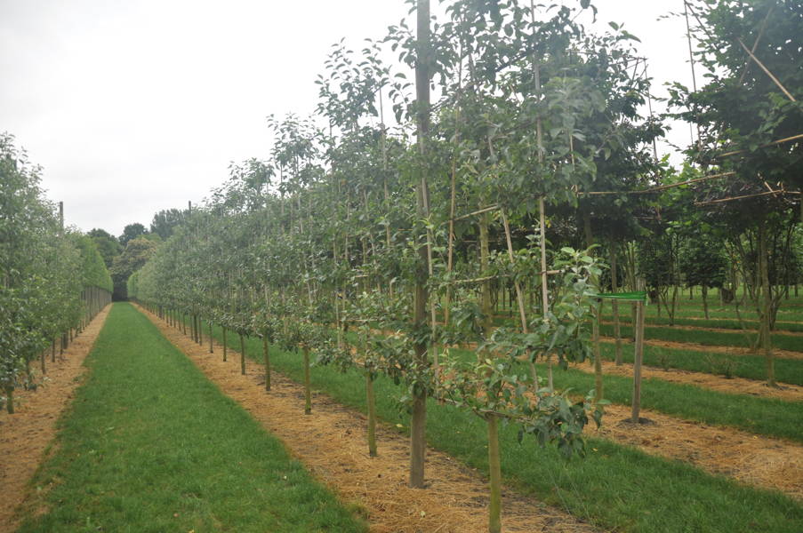 Malus domestica 'Gravenstein' plantation