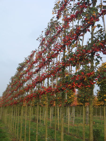 Malus evereste - Lei-sierappel plantation