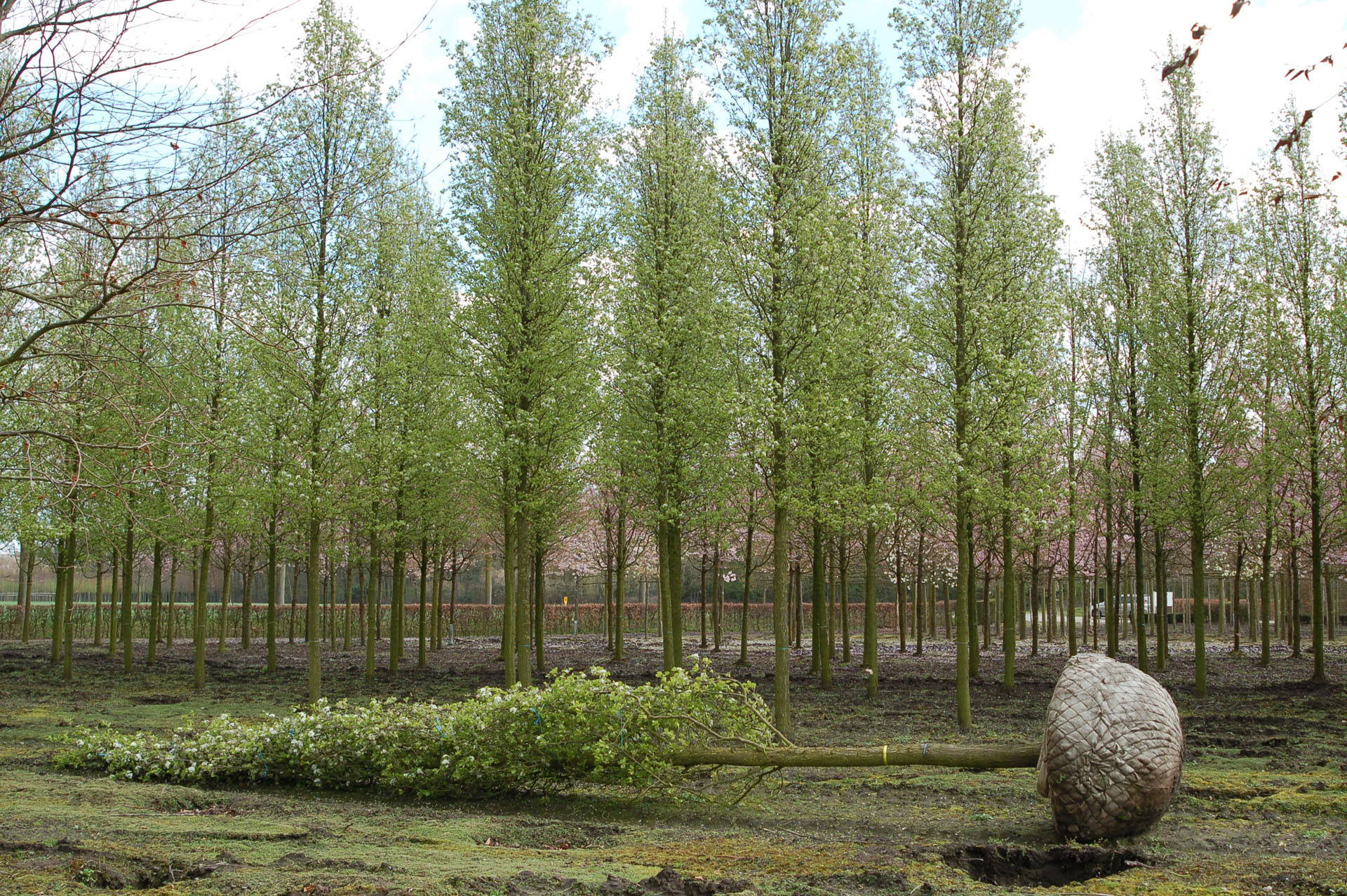 Pyrus calleryana 'Chanticleer' - Chinese sierpeer 'Chanticleer' product