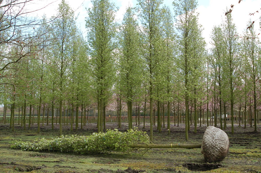 Pyrus calleryana 'Chanticleer' - Chinesische Wild-Birne plantation