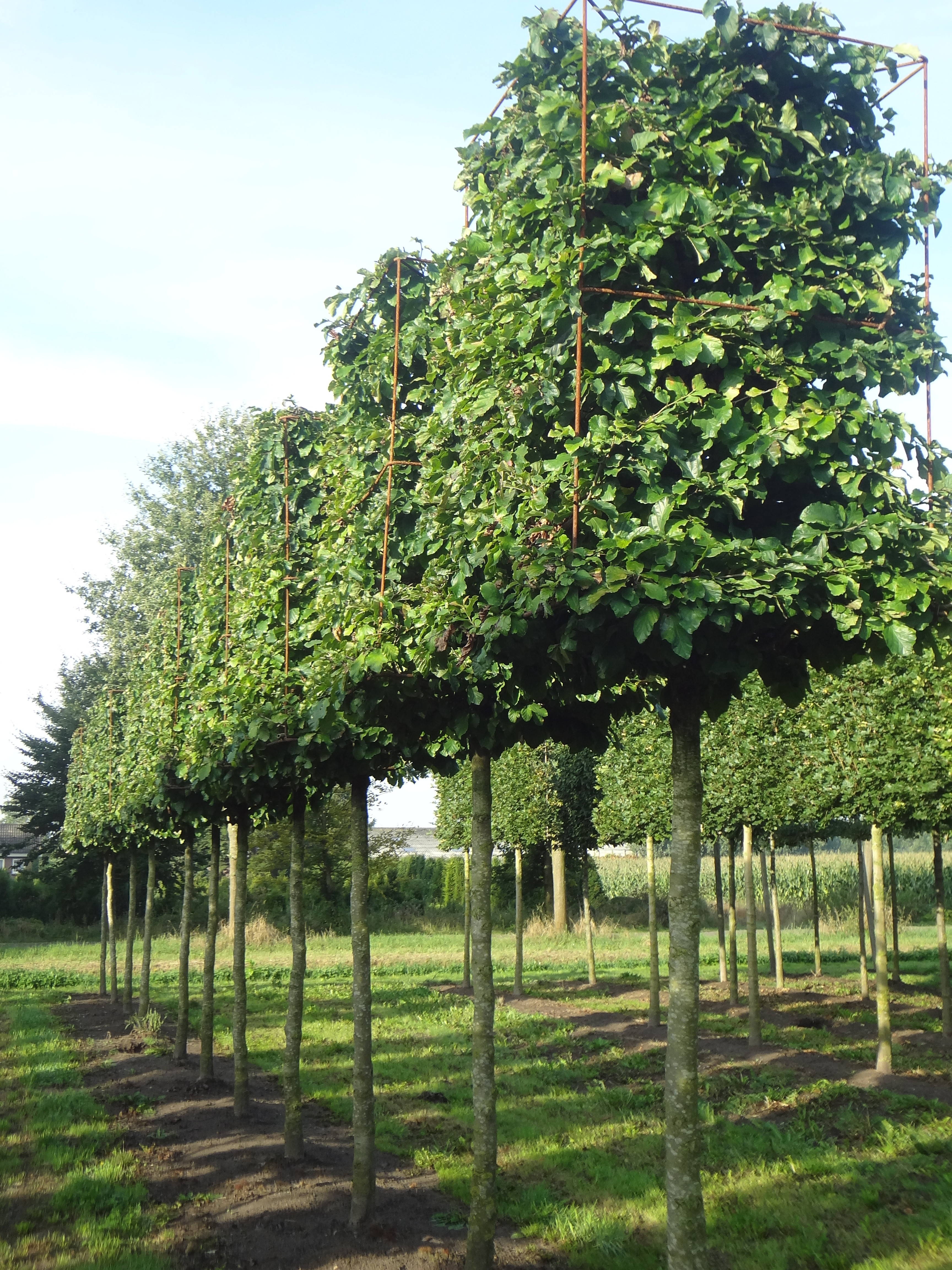 Parrotia persica product