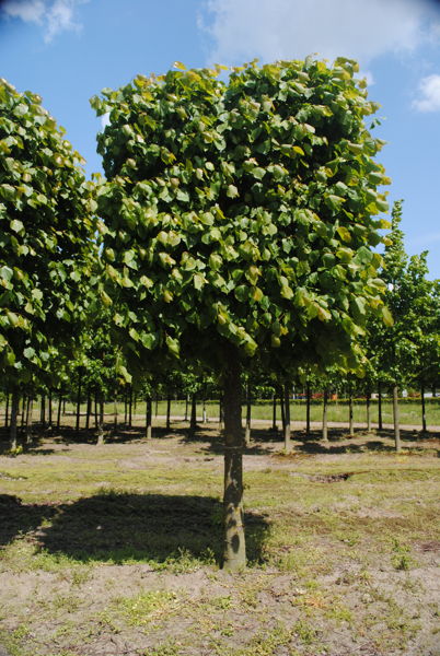 Tilia europaea 'Pallida' - Common Lime plantation