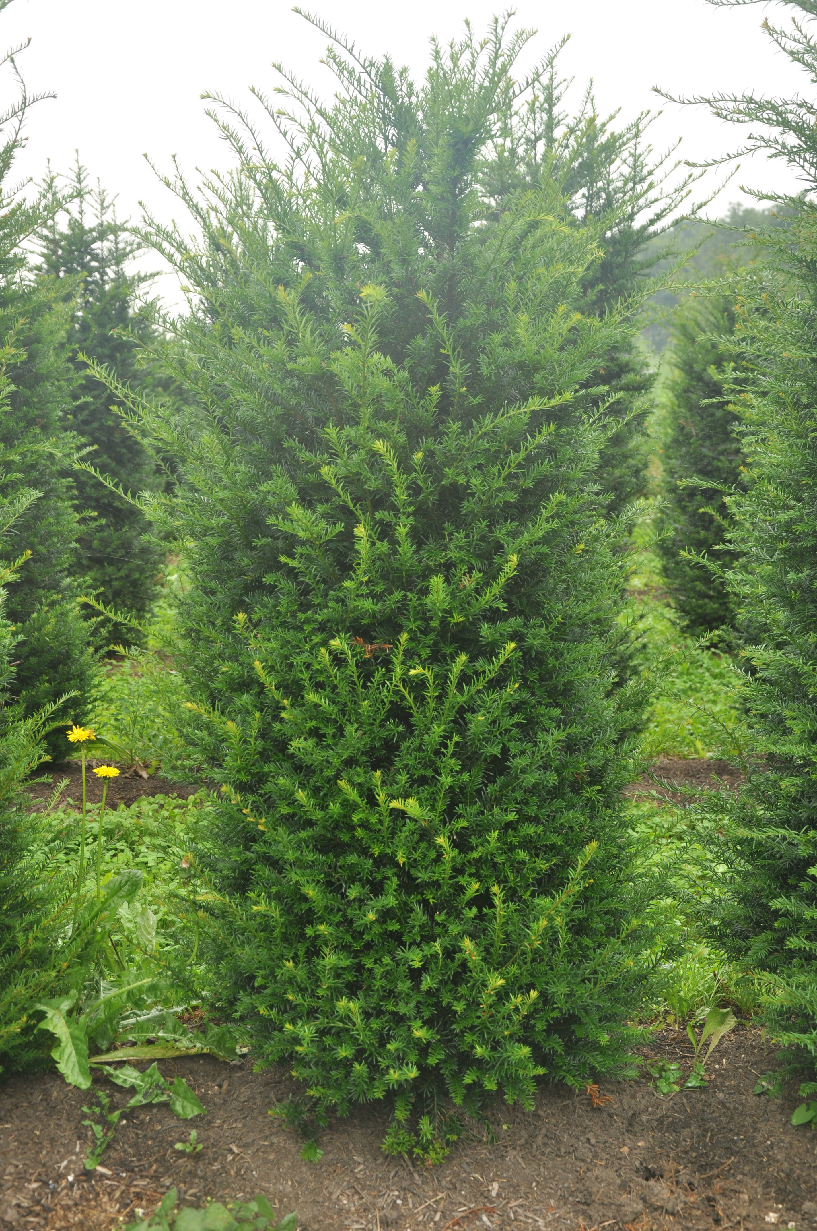 Taxus baccata - Venijnboom product