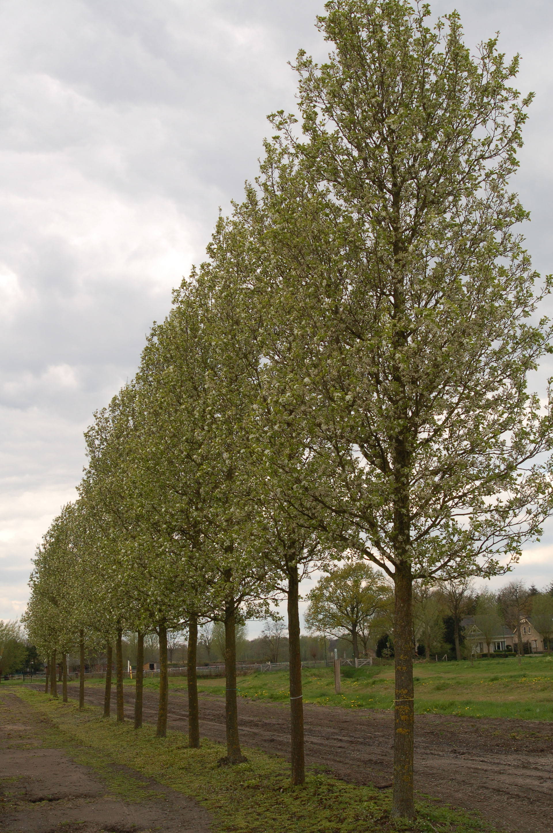 Pyrus calleryana 'Chanticleer' - Chinese sierpeer 'Chanticleer' product