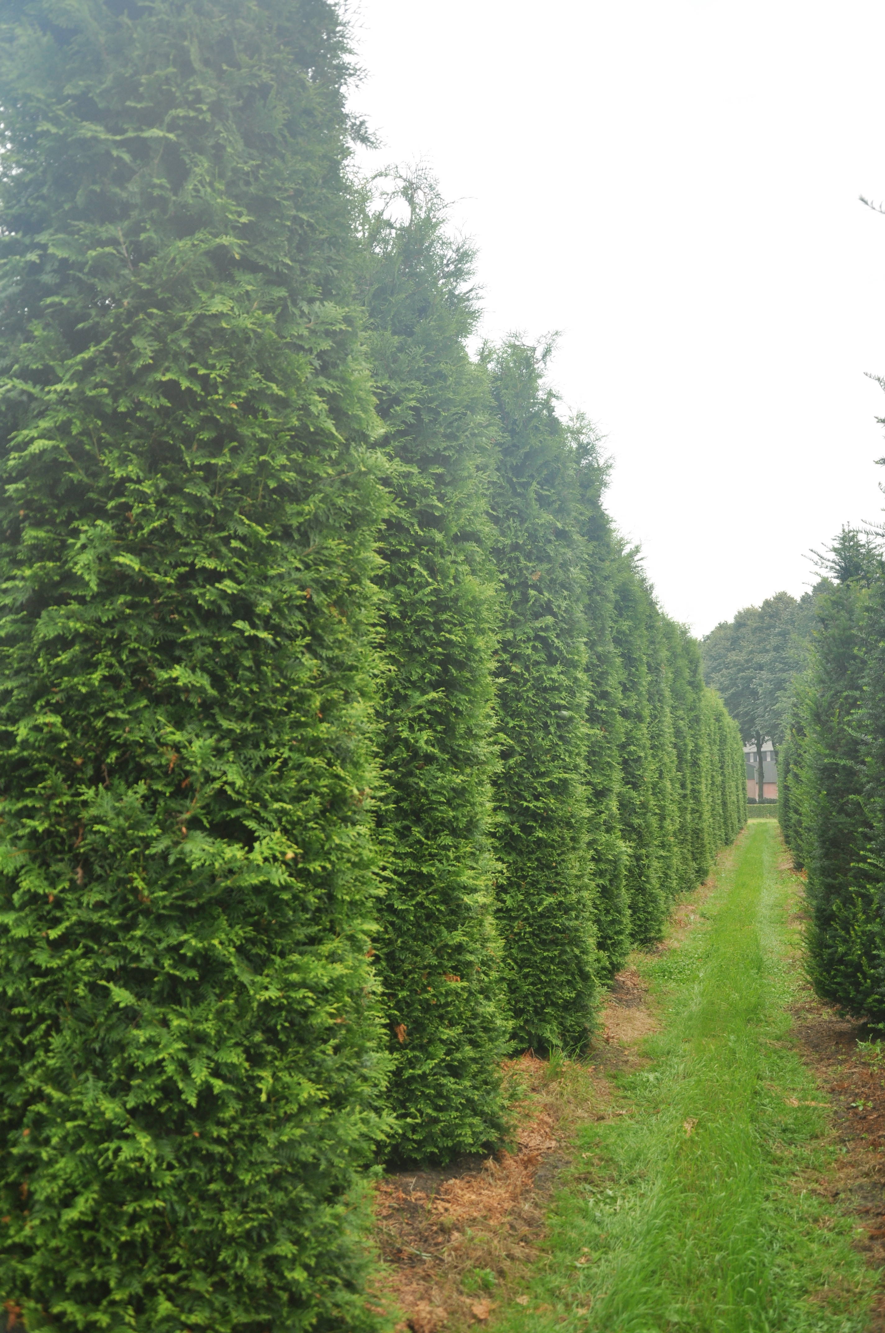 Thuja occidentalis 'Brabant' - Westerse levensboom 'Brabant' product