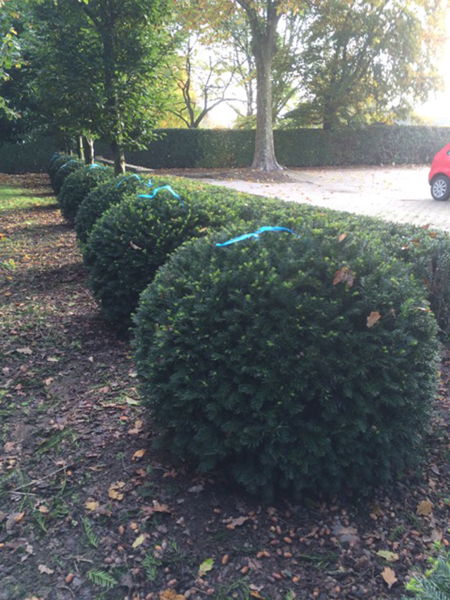 Taxus baccata 'Groenland' - Yew plantation