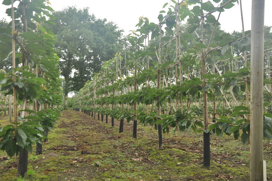 Prunus avium 'Kordia' - Süßkirsche plantation