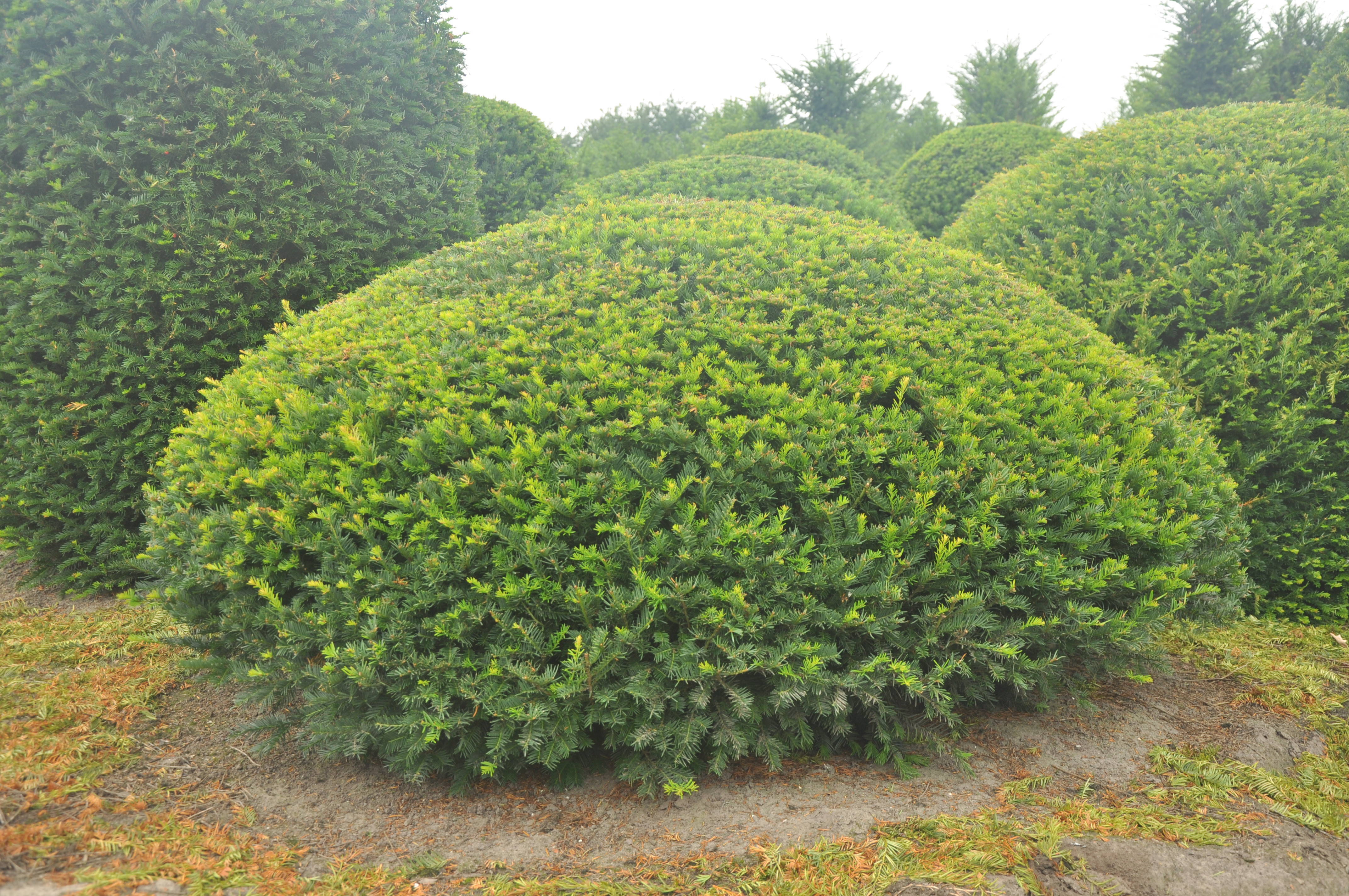 Taxus baccata product