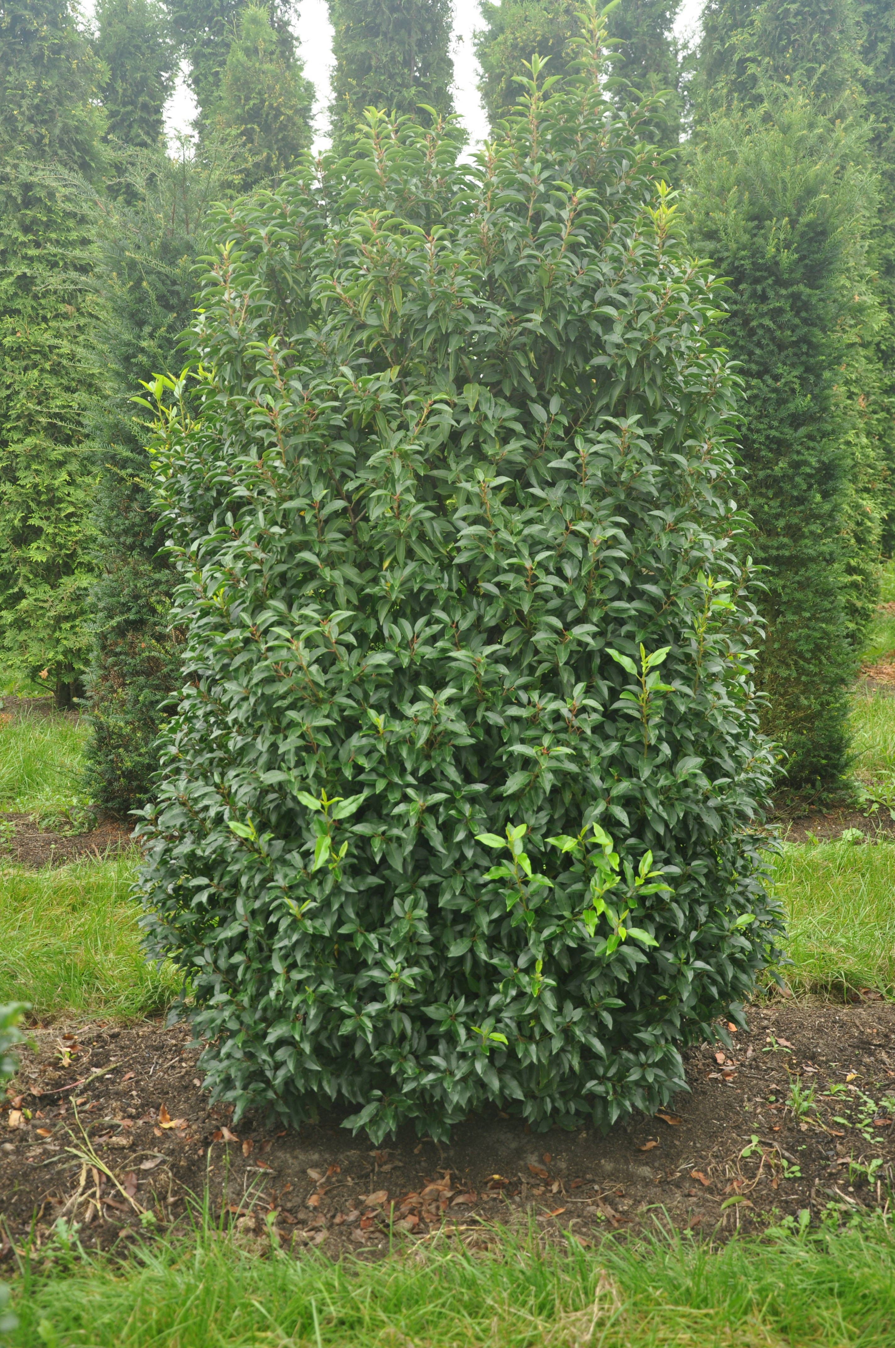 Prunus lusitanica 'Angustifolia' - Portugese laurierkers 'Angustifolia' product