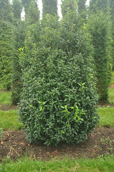Prunus lusitanica 'Angustifolia' - Portugiesische Lorbeerkirsche plantation