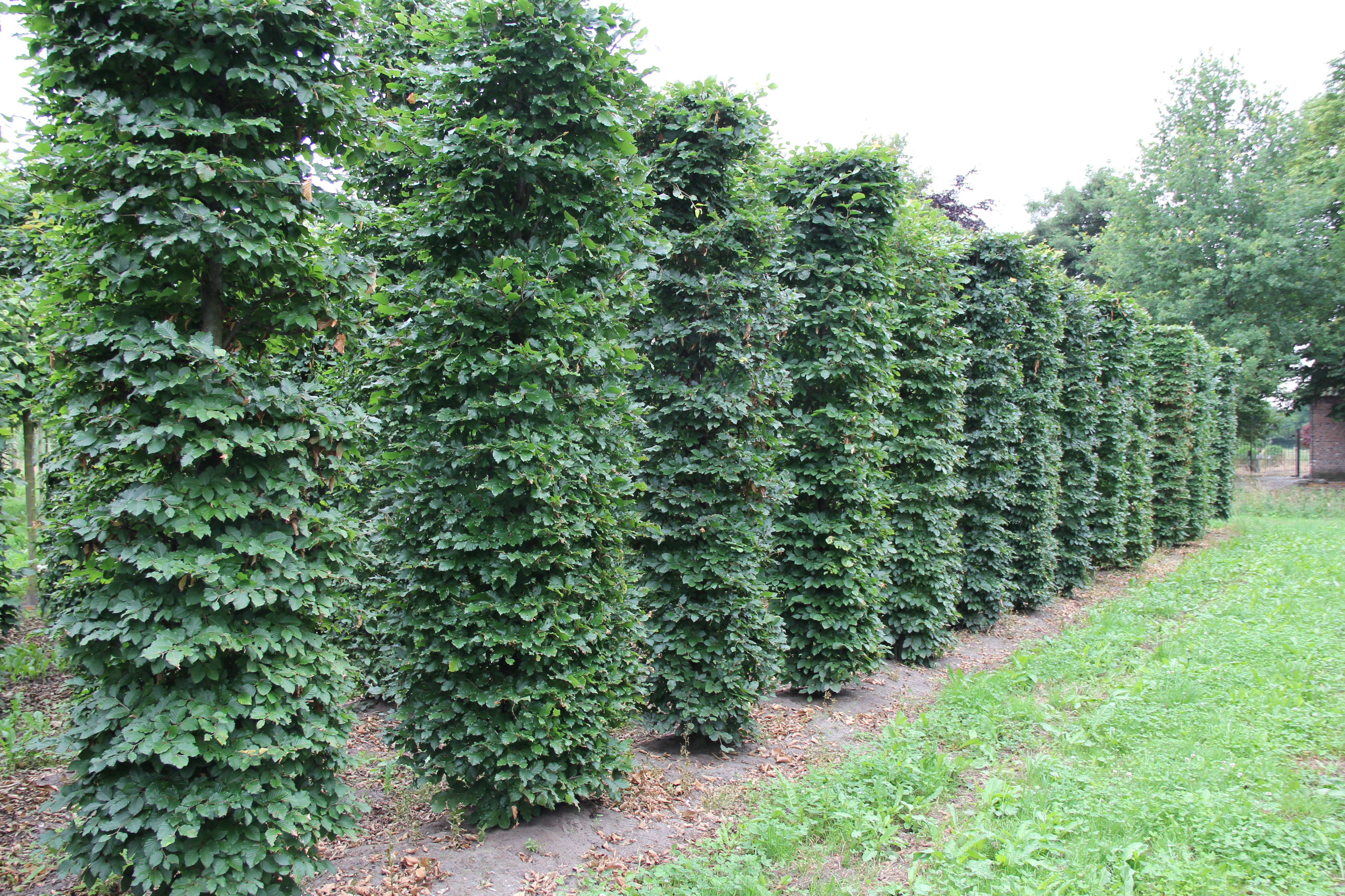Fagus sylvatica - Beuk product