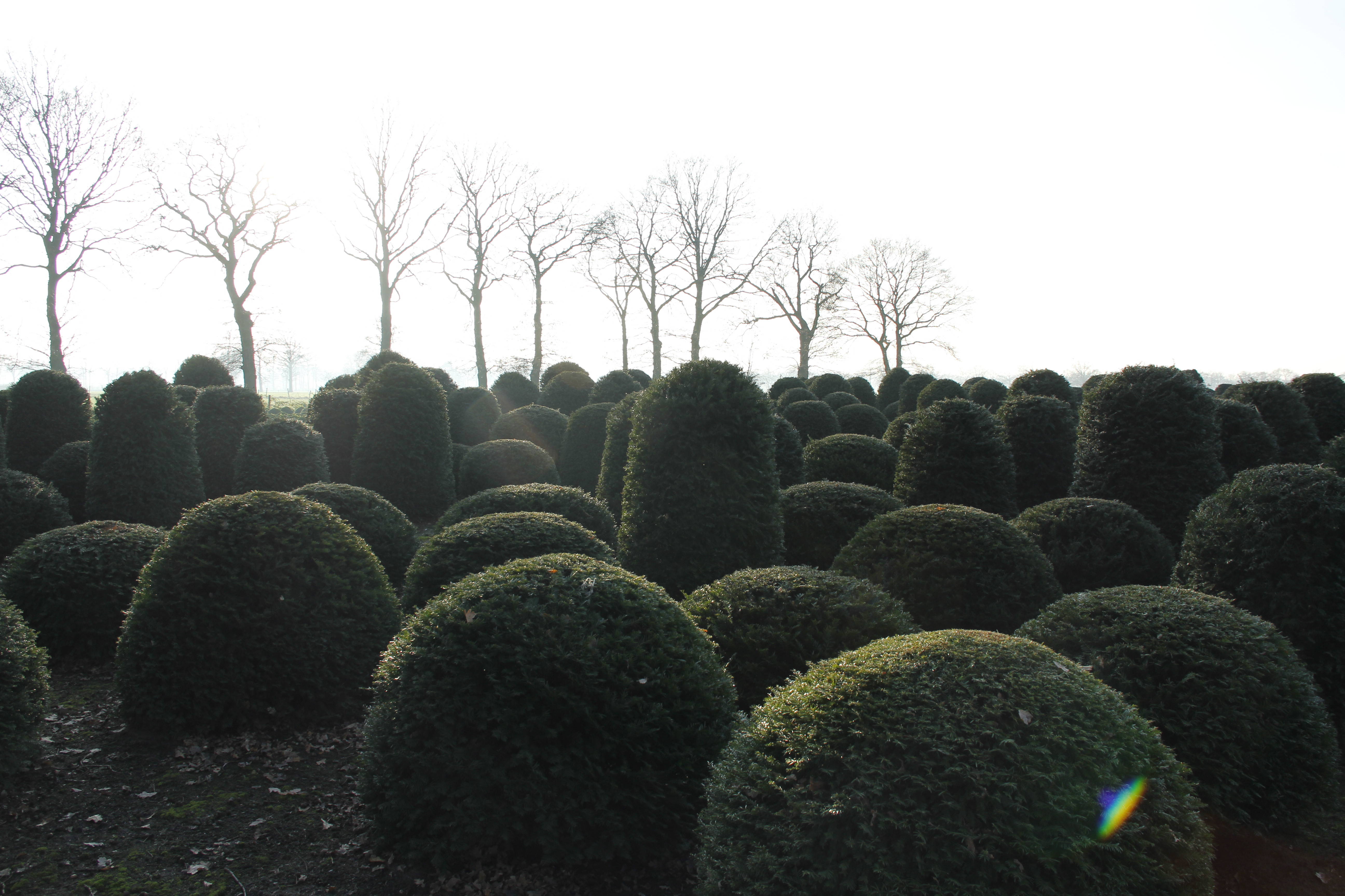Taxus baccata product