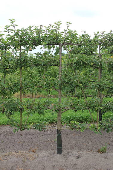 Malus domestica 'Elstar'  - Elstar Apple product