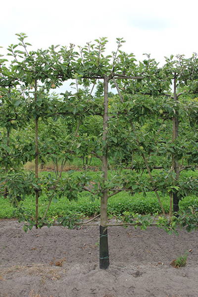 Malus domestica 'Elstar' - Herbstapfel plantation