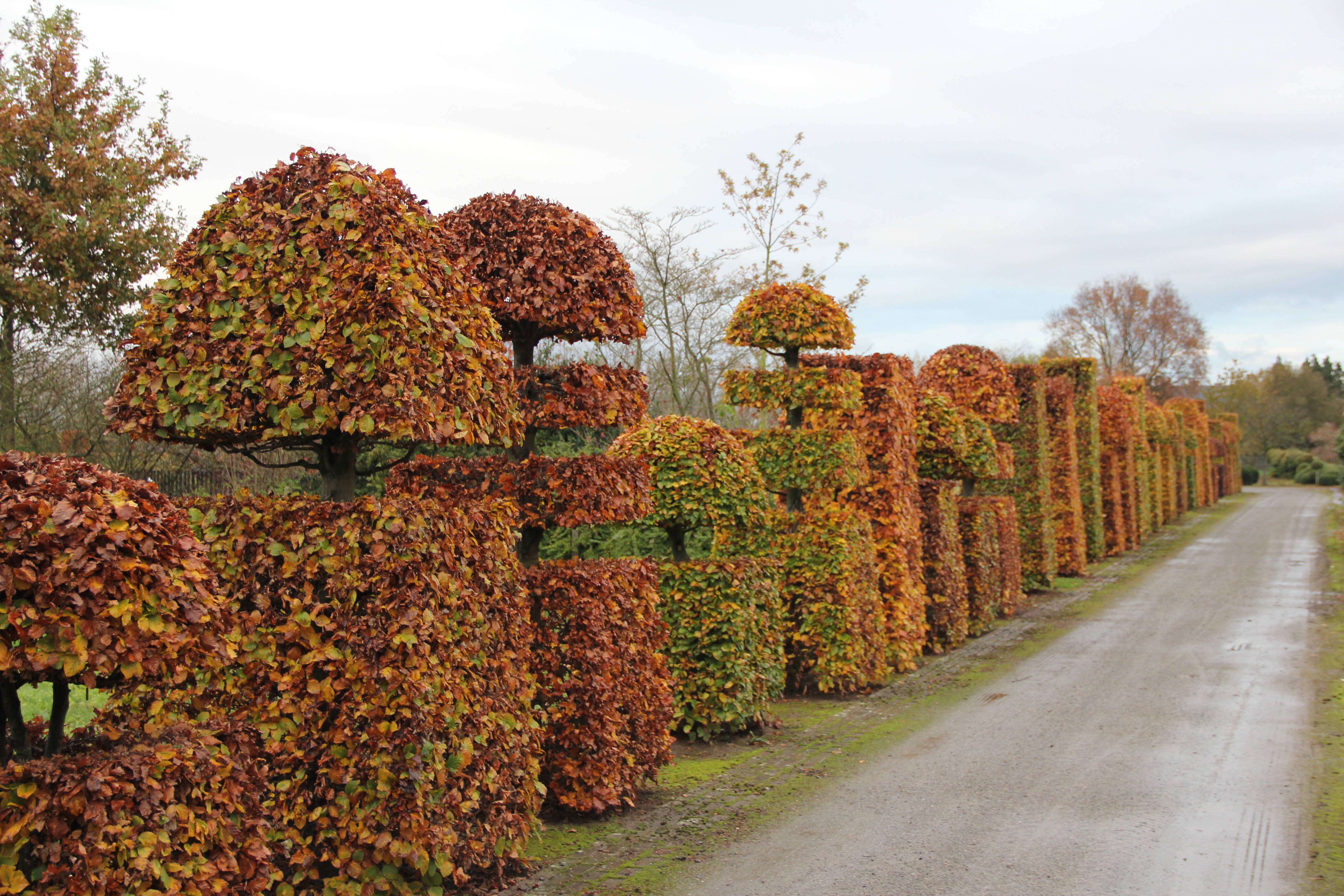 Fagus sylvatica product