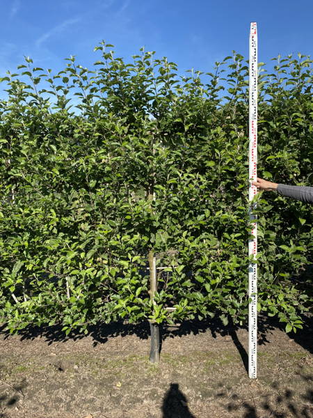 Malus domestica 'Elstar' plantation
