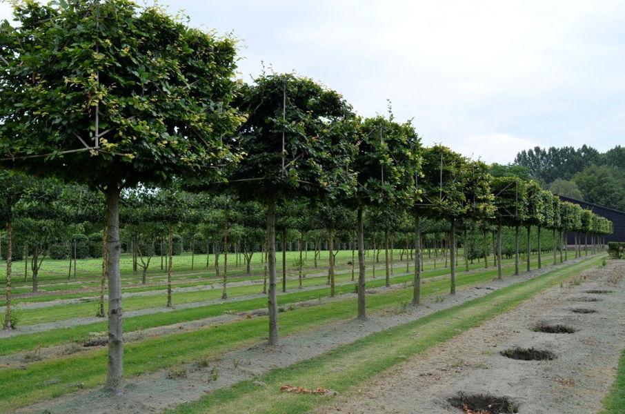 Fagus sylvatica 'Atropunicea' - Red beech plantation