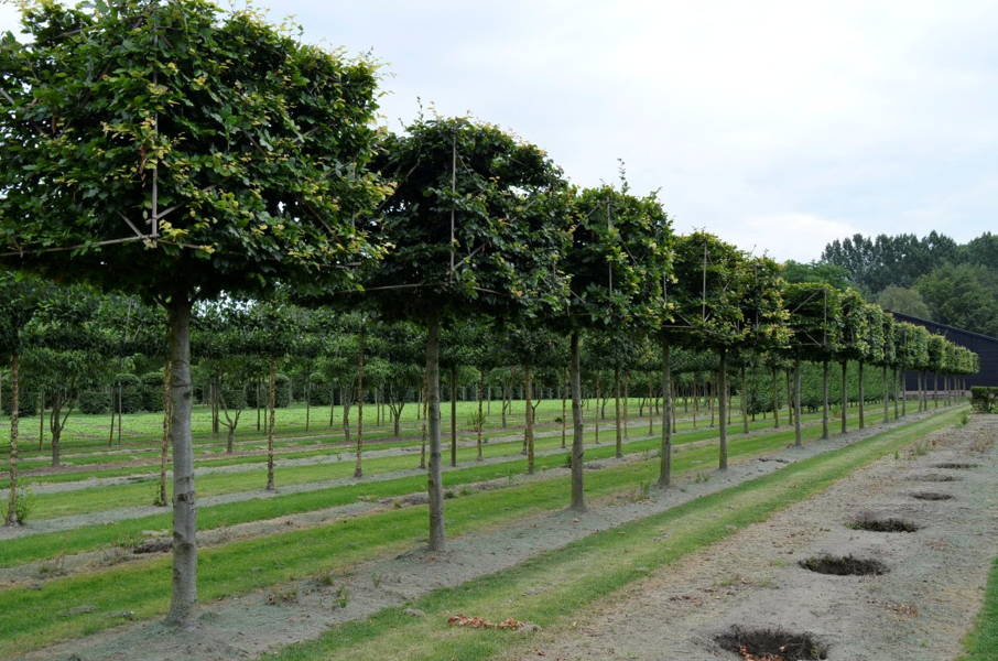 Fagus sylvatica - Beuk plantation