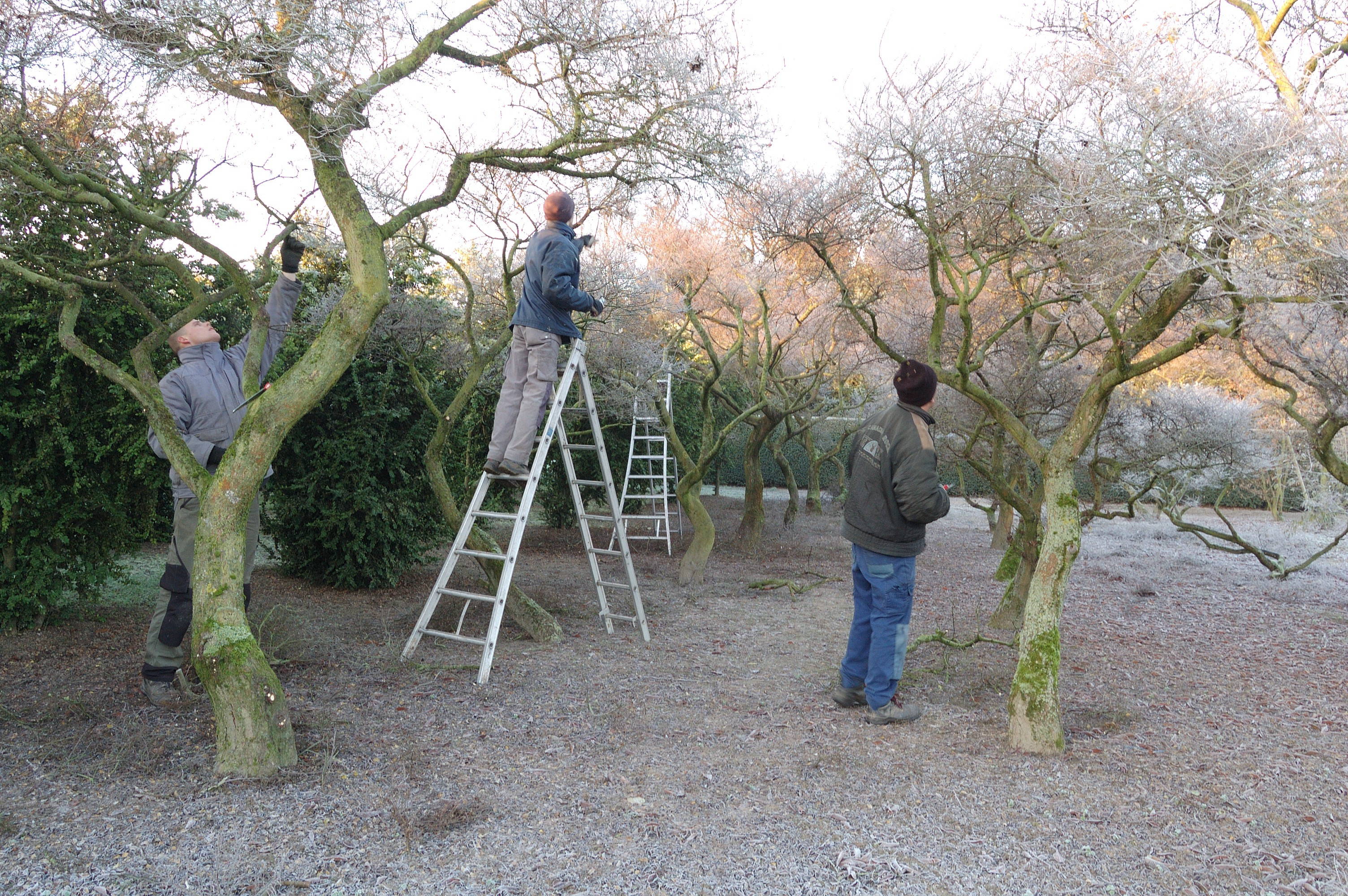 Ulmus minor 'Jacqueline Hillier' product