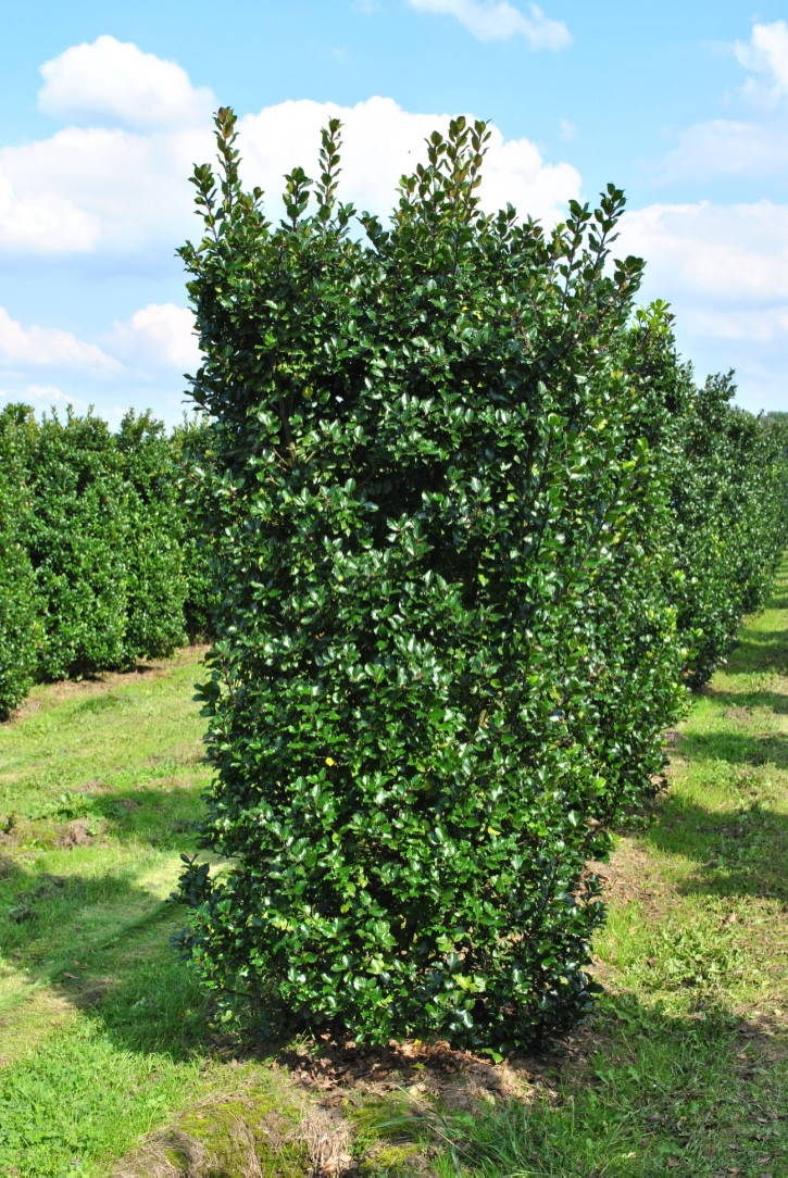 Ilex meservaea 'Blue Maid' - Blauwe hulst product