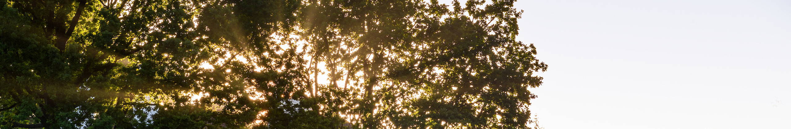 English Garden header