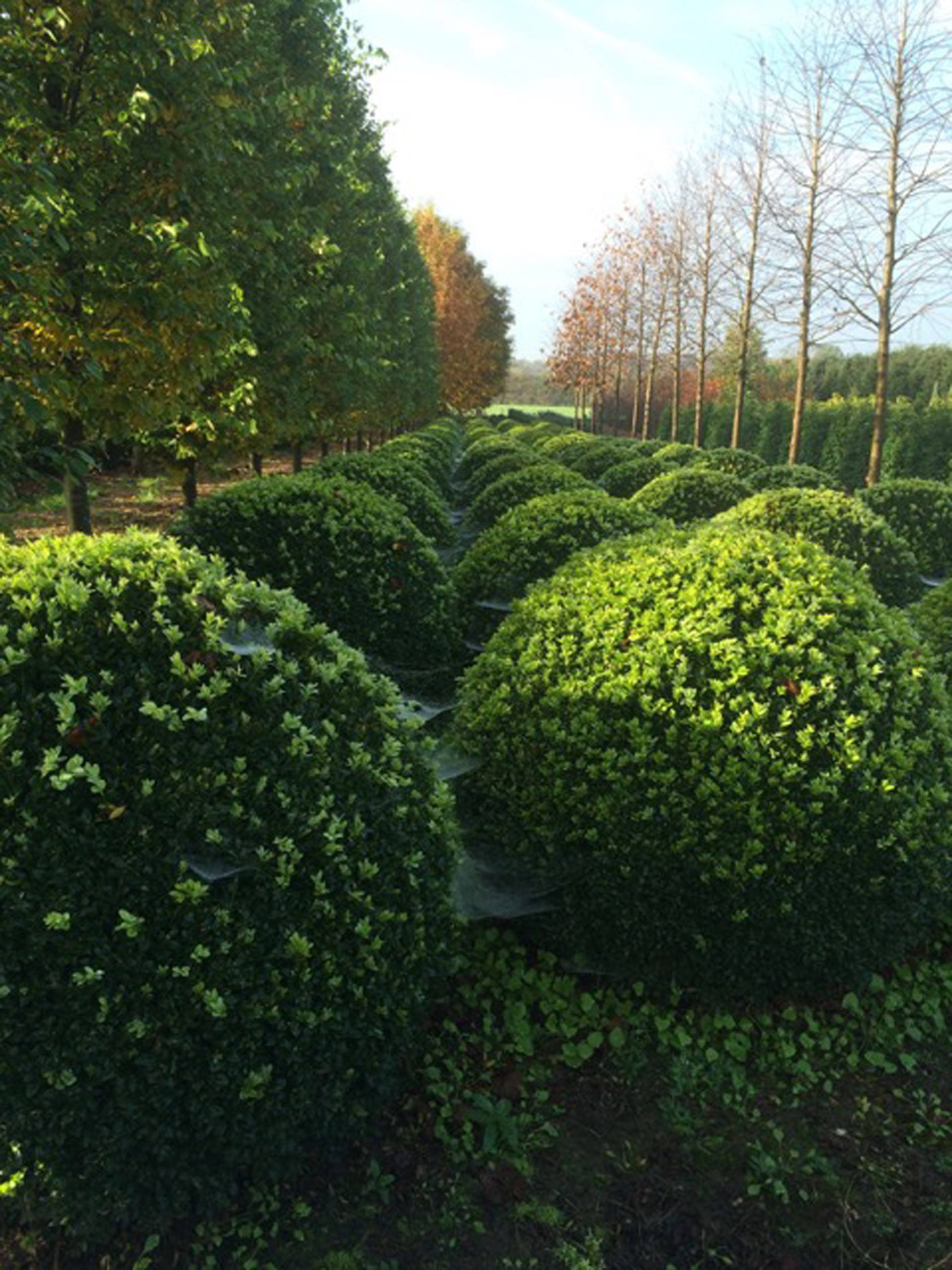 Buxus sempervirens product