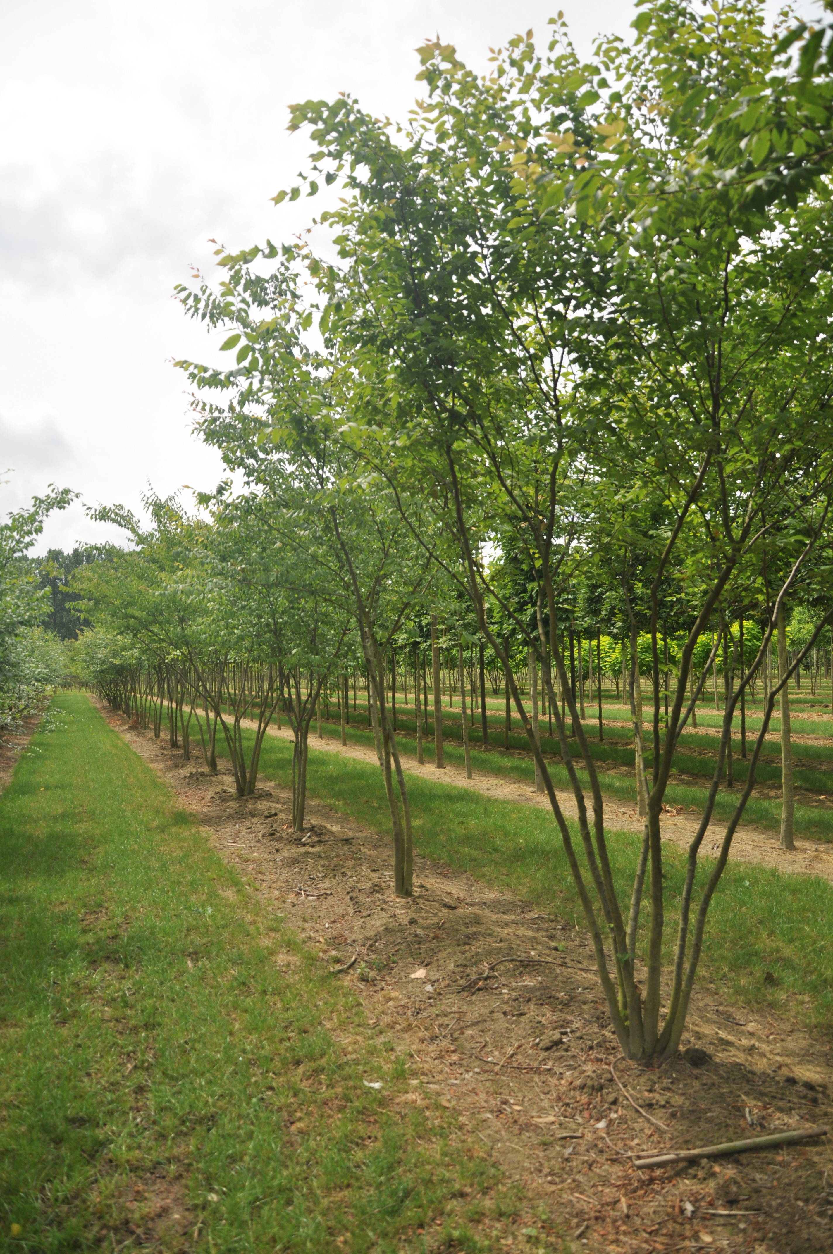 Zelkova serrata - Japanse zelkova product