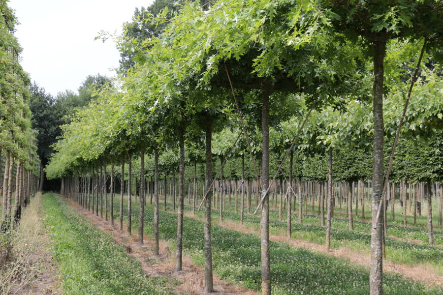 Quercus palustris plantation