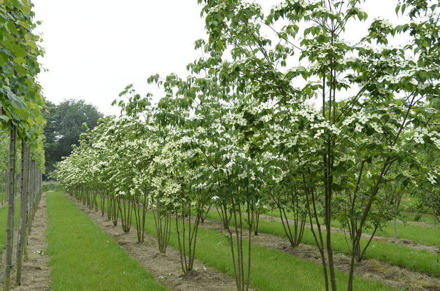 Cornus kousa 'Chinensis' - Chinese grootbloemige kornoelje plantation