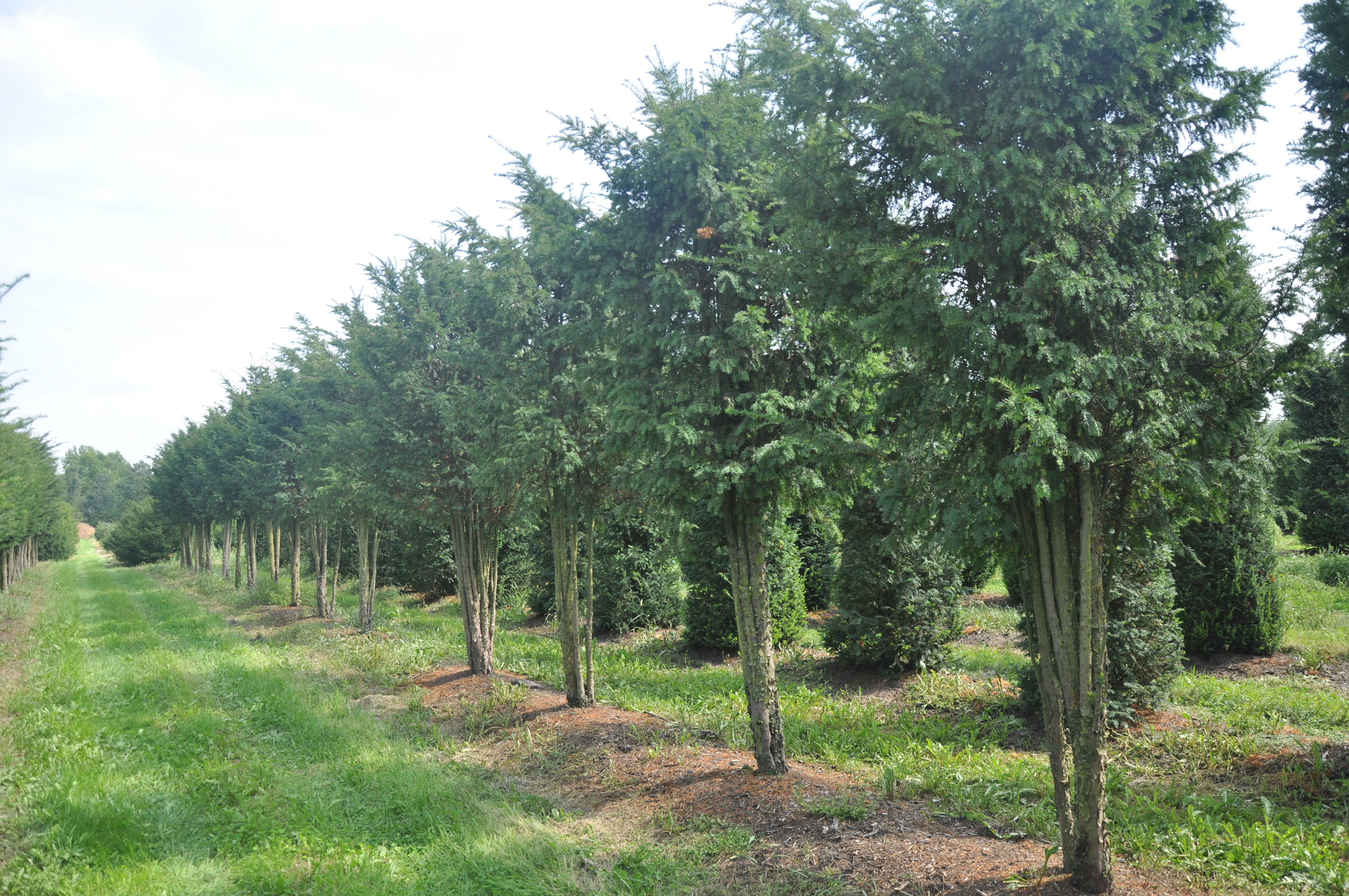 Taxus baccata - Venijnboom product
