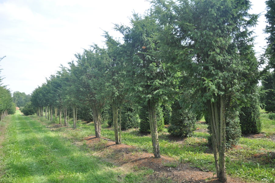 Taxus baccata - Venijnboom plantation