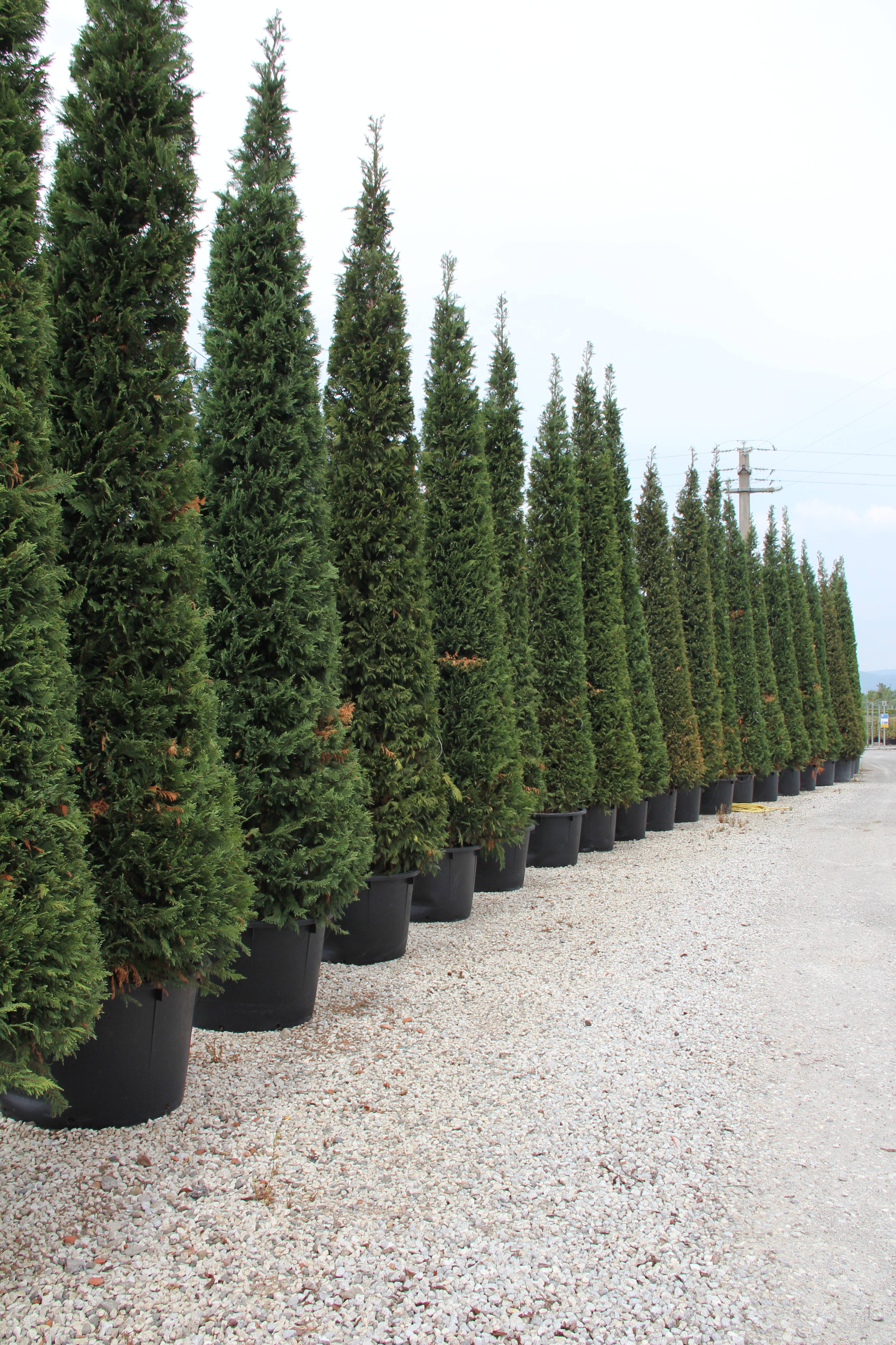 Cupressus sempervirens product
