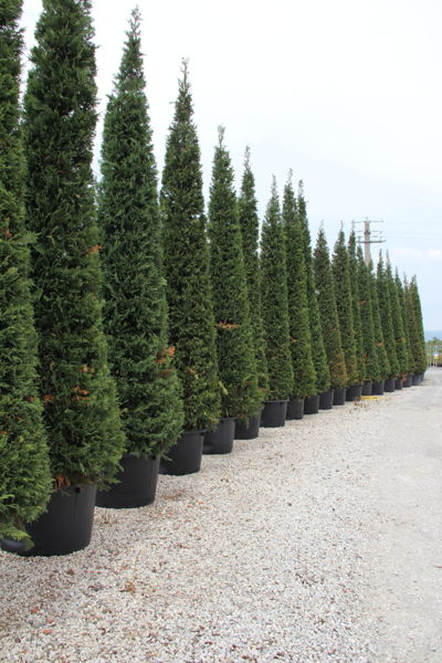 Cupressus sempervirens - Mediterranean cypress plantation