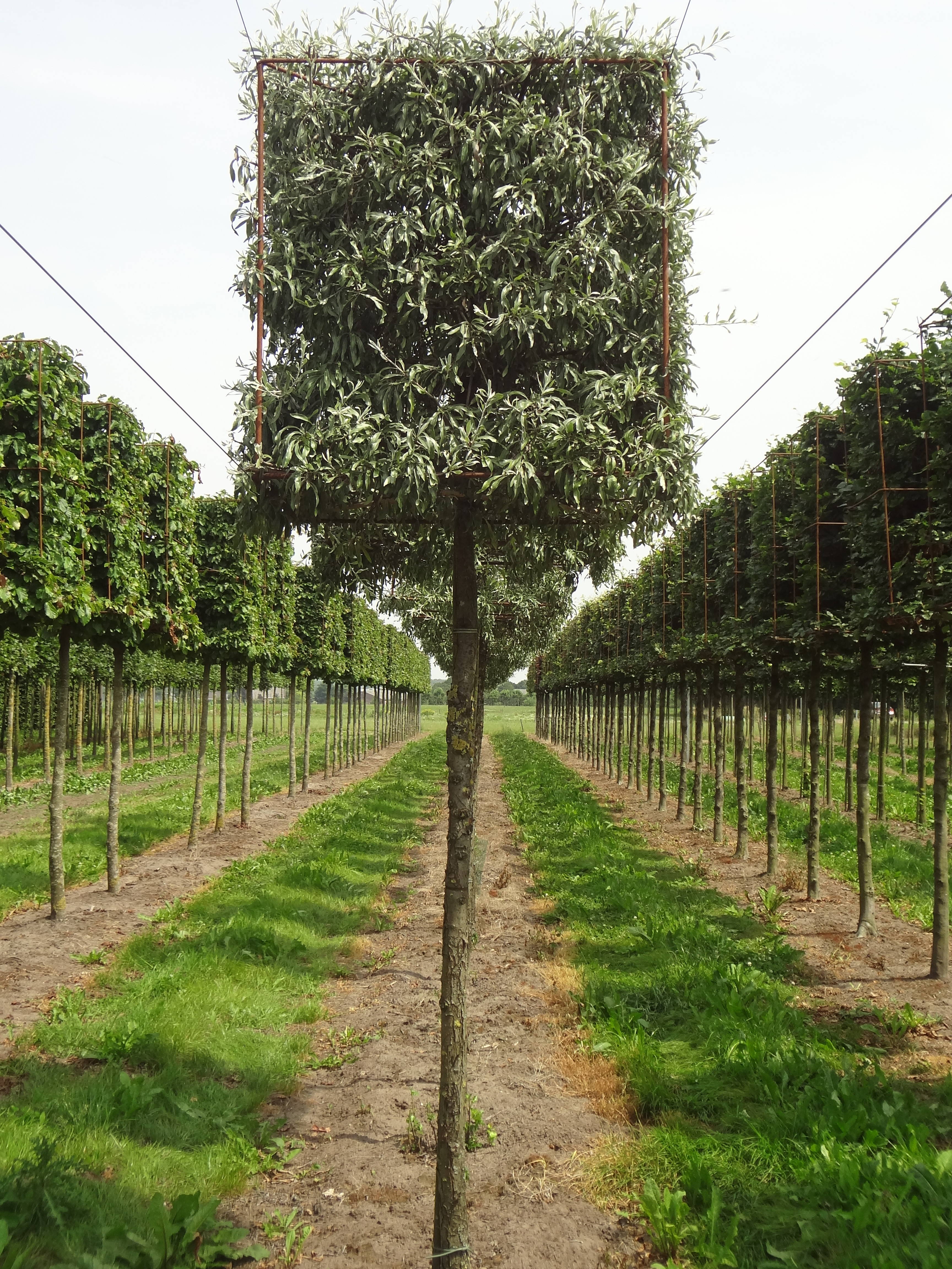 Pyrus salicifolia 'Pendula' product