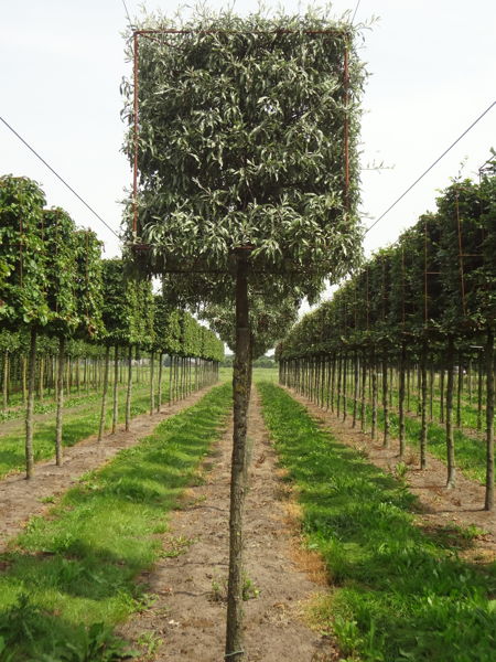 Pyrus salicifolia 'Pendula' plantation