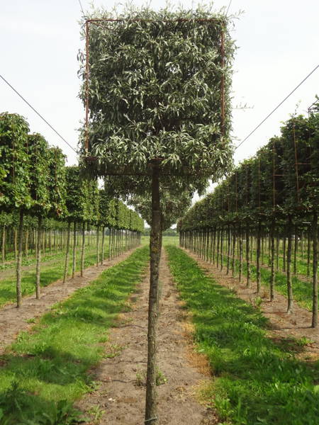 Pyrus salicifolia 'Pendula' - Wilgbladige treurpeer 'Pendula' plantation