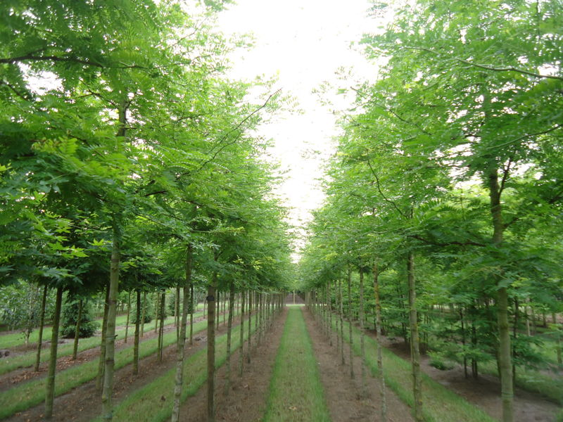 Gleditsia triacanthos 'Sunburst' - Gelber Lederhülsenbaum plantation